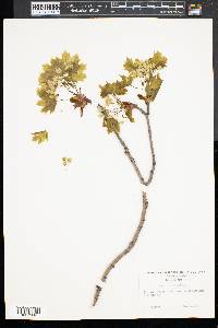 Acer platanoides image