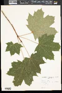 Acer platanoides image