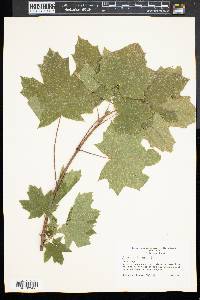 Acer platanoides image