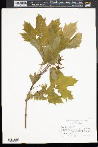 Acer platanoides image