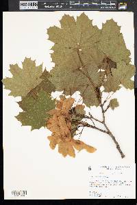 Acer platanoides image