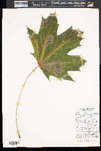 Acer platanoides image