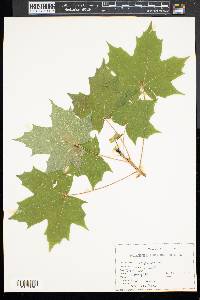 Acer platanoides image