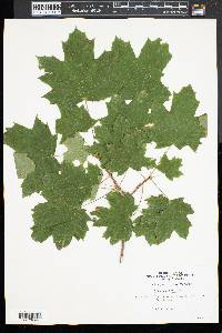 Acer platanoides image