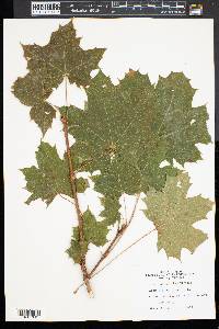 Acer platanoides image