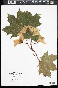 Acer platanoides image