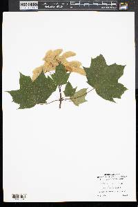 Acer platanoides image