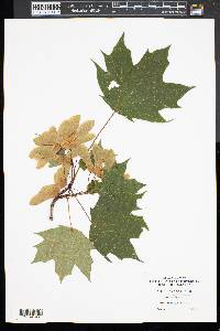 Acer platanoides image