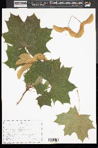 Acer platanoides image