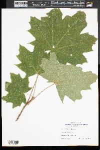 Acer platanoides image