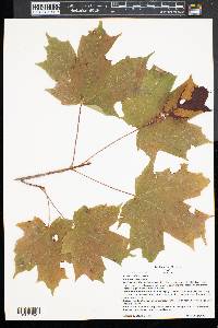 Acer platanoides image