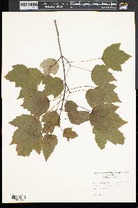 Acer rubrum var. trilobum image