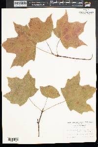 Acer saccharum var. schneckii image