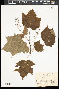 Acer spicatum image