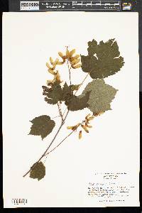 Acer spicatum image