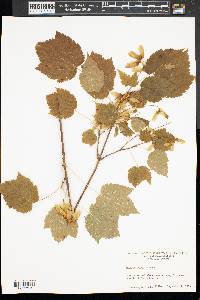 Acer spicatum image