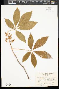 Aesculus sylvatica image