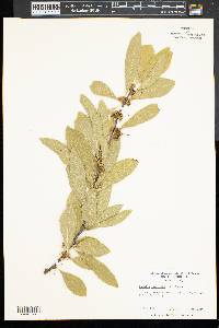 Sideroxylon lycioides image