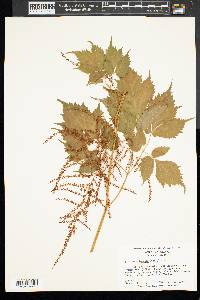 Astilbe biternata image