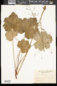 Heuchera americana image