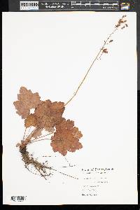 Heuchera americana image