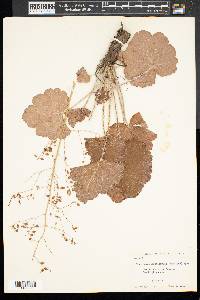 Heuchera hirsuticaulis image