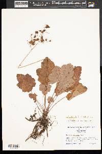 Heuchera pubescens image