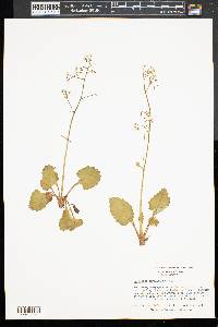 Saxifraga caroliniana image