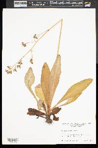 Micranthes pensylvanica image