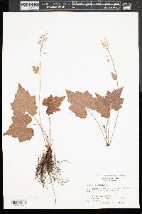 Tiarella cordifolia image