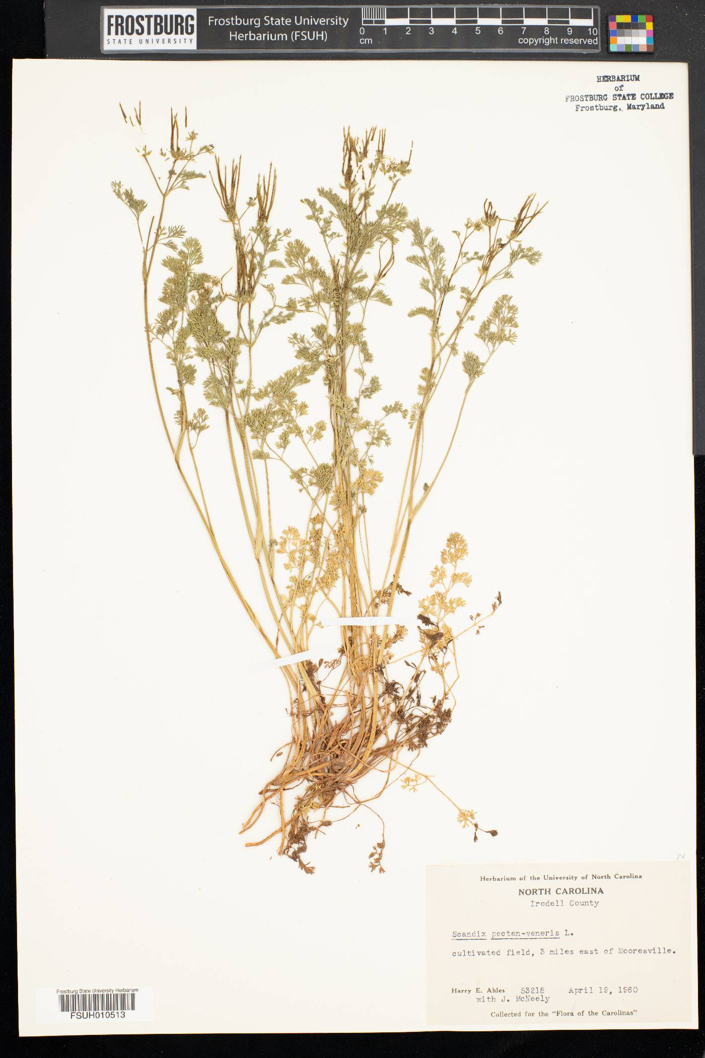 Scandix pecten-veneris image