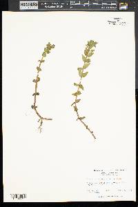 Bacopa caroliniana image