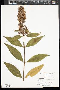 Buddleja davidii image