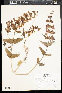 Collinsia heterophylla image