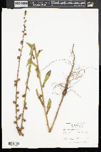 Verbascum virgatum image