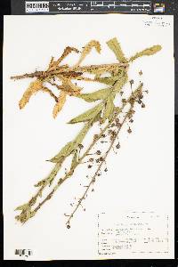 Verbascum blattaria image