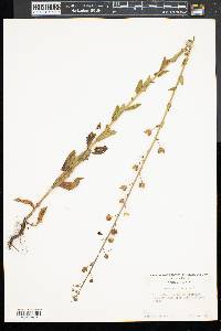 Verbascum blattaria image