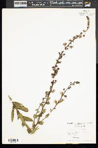 Verbascum blattaria image