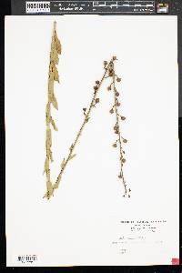 Verbascum blattaria image