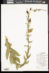 Verbascum blattaria image