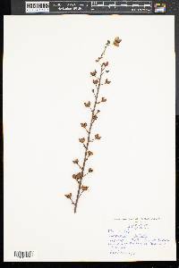 Verbascum blattaria image