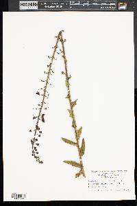 Verbascum blattaria image