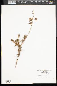 Verbascum blattaria image