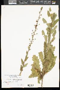 Verbascum blattaria image