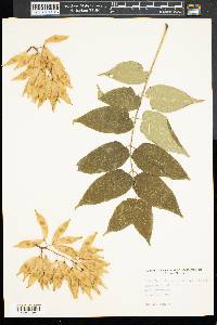 Ailanthus altissima image