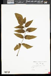 Ailanthus altissima image