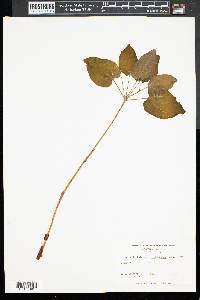 Smilax ecirrhata image