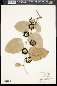 Smilax tamnoides image