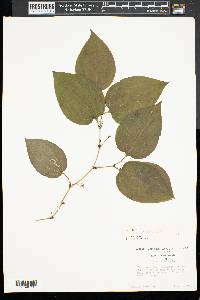 Smilax herbacea image