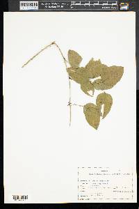 Smilax laurifolia image